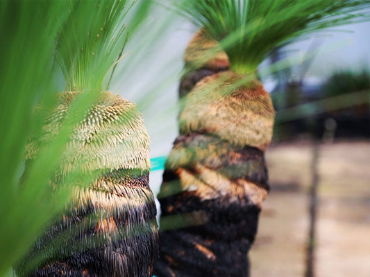 Grass Trees image 0
