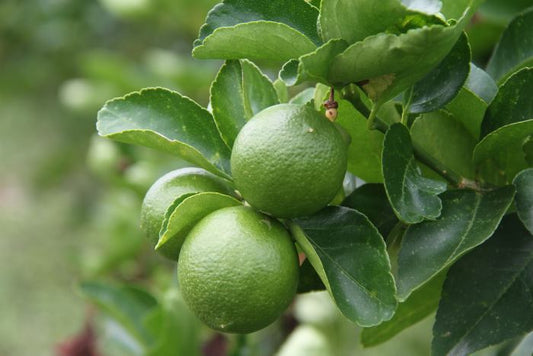 Lime 'Tahitian' image 0