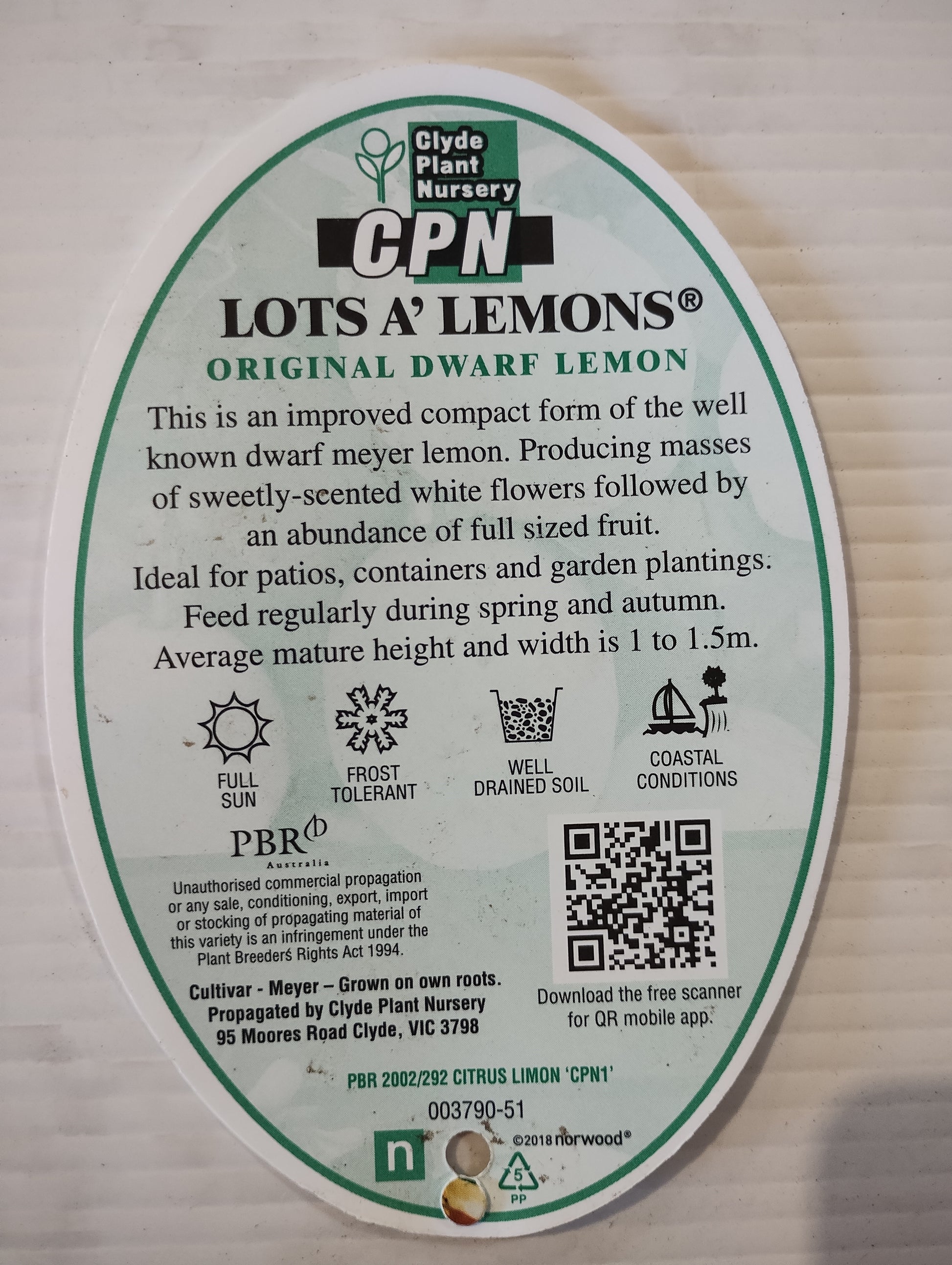 ‘Lots A’ Lemon' Dwarf Lemon image 2