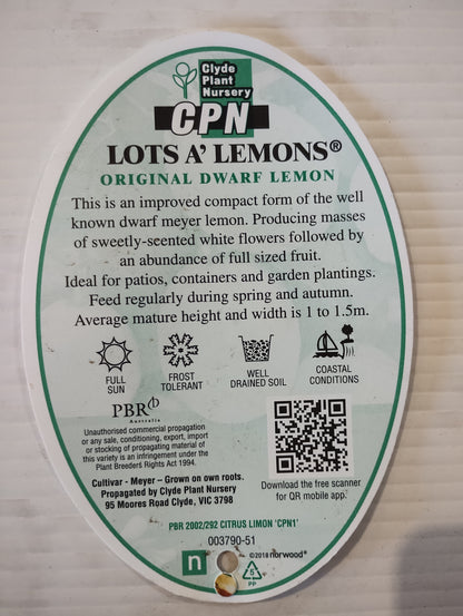 ‘Lots A’ Lemon' Dwarf Lemon image 2