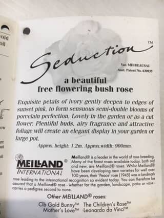 Rose Seduction image 2