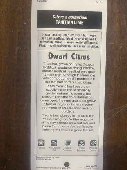 Dwarf Lime (Tahitian Lime) image 2
