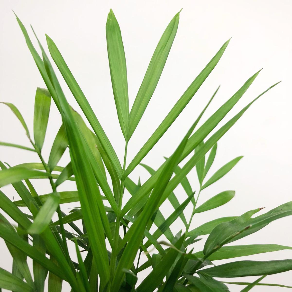 Parlour Palm image 0