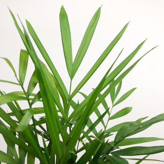 Parlour Palm image 0
