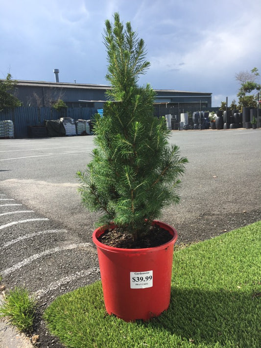 Christmas Star Picea Glauca 200mm  image 0