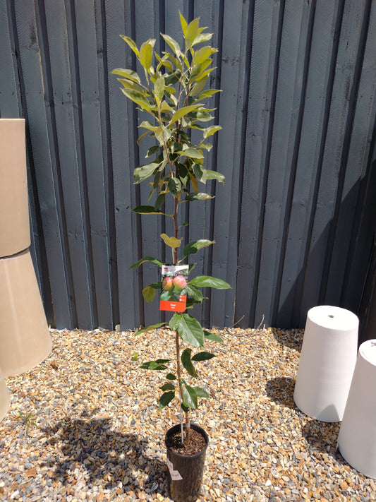 ‘Dorsett Golden’ apple dwarf image 0