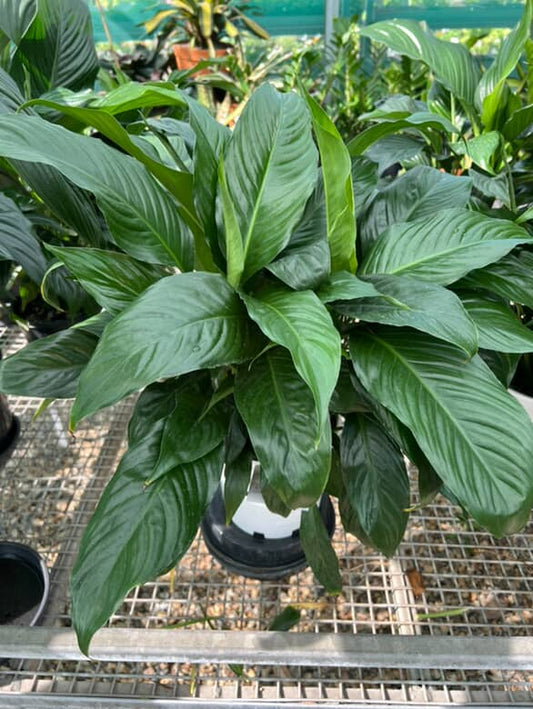 Spathiphyllum 'Peace Lily' image 1