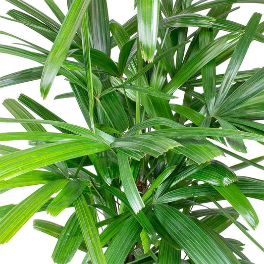 Raphis Palms image 0
