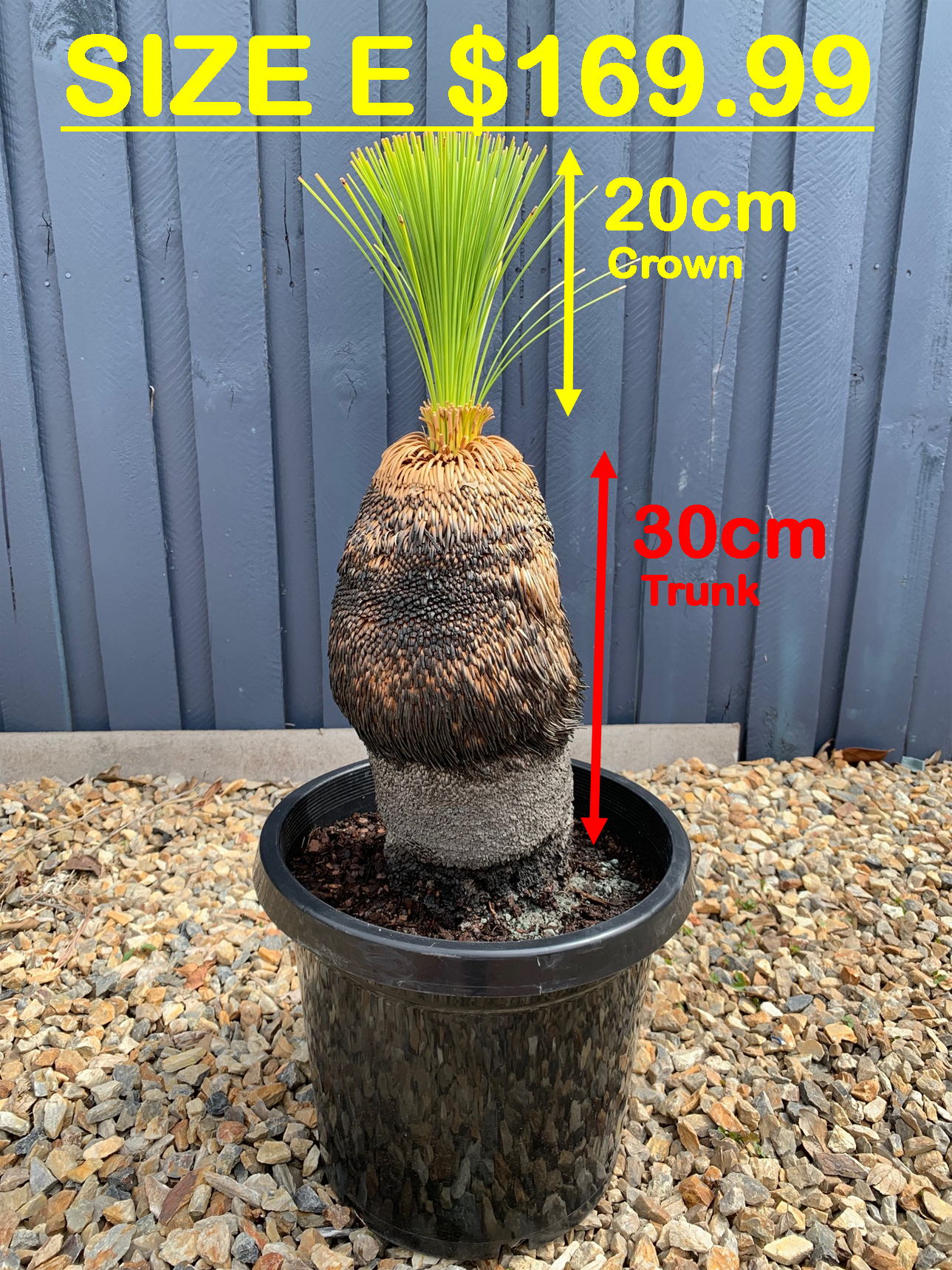 Grass Trees - E image