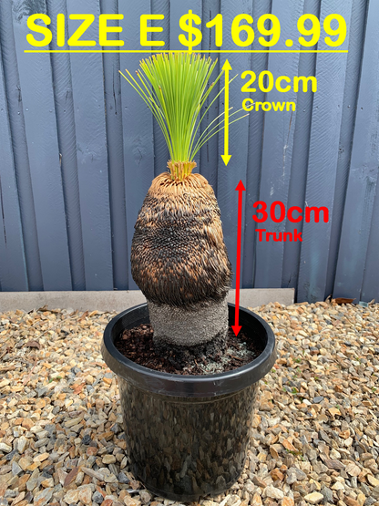 Grass Trees - E image