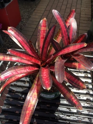 Neoregelia Dwarf 'Avante Guard' image 1