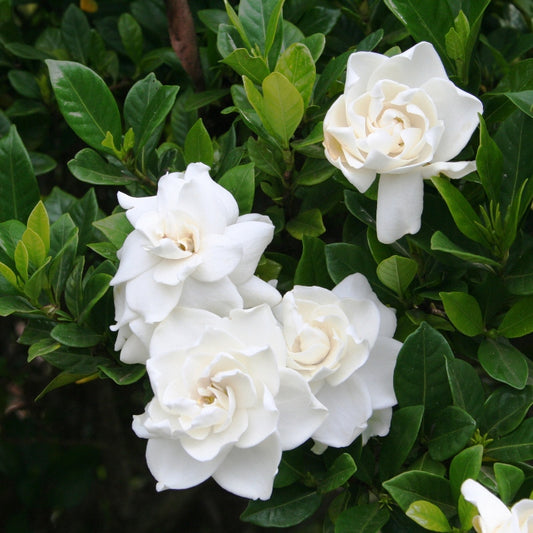 Gardenia 'Florida' image 0