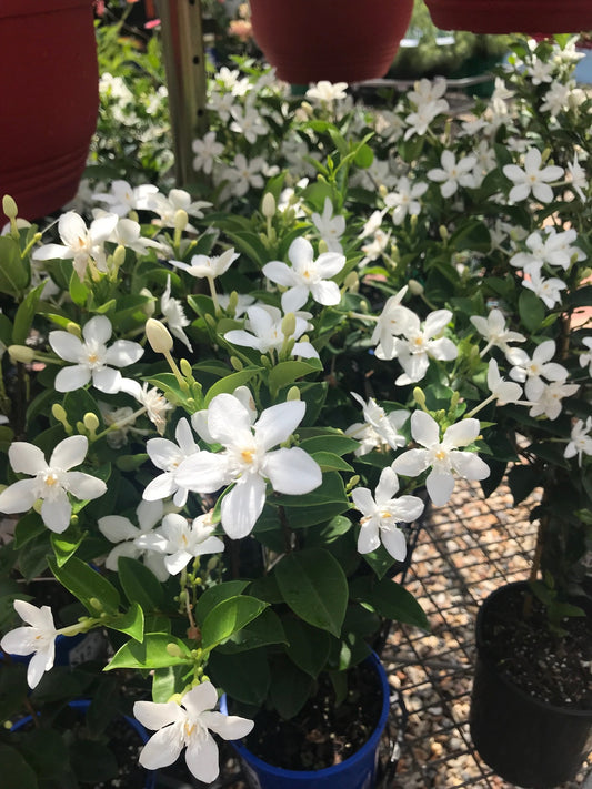 Wrightia 'Arctic Snow' image 0