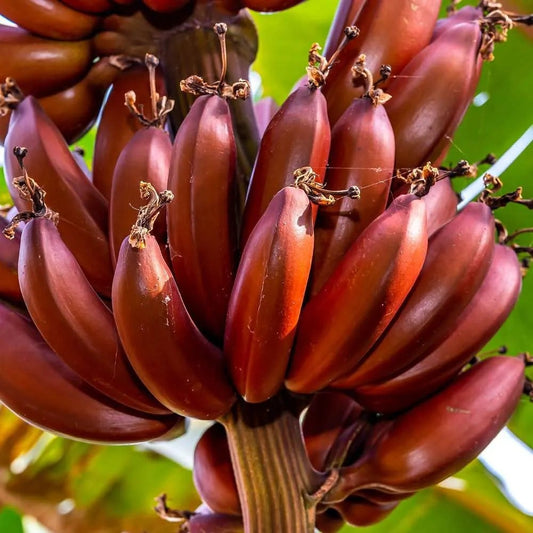 Red Dacca Banana image 0