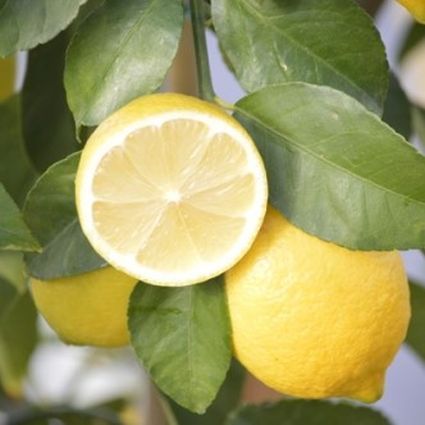 Lemon (Eureka) image 0