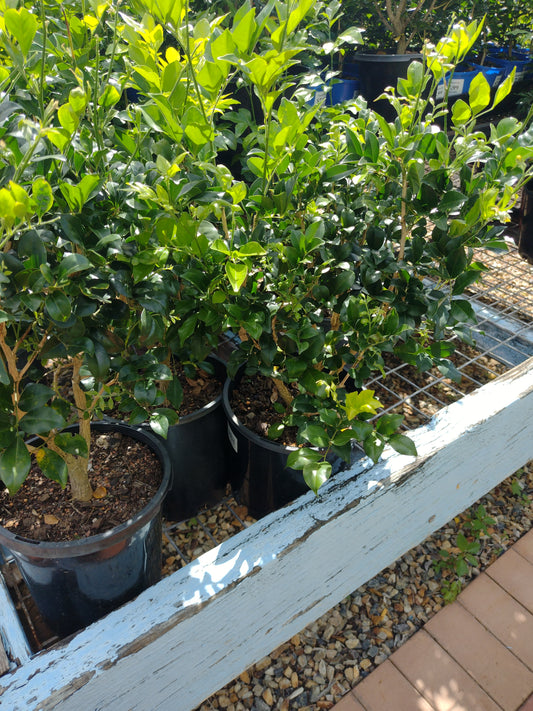 Murraya 'Mock Orange' image 1