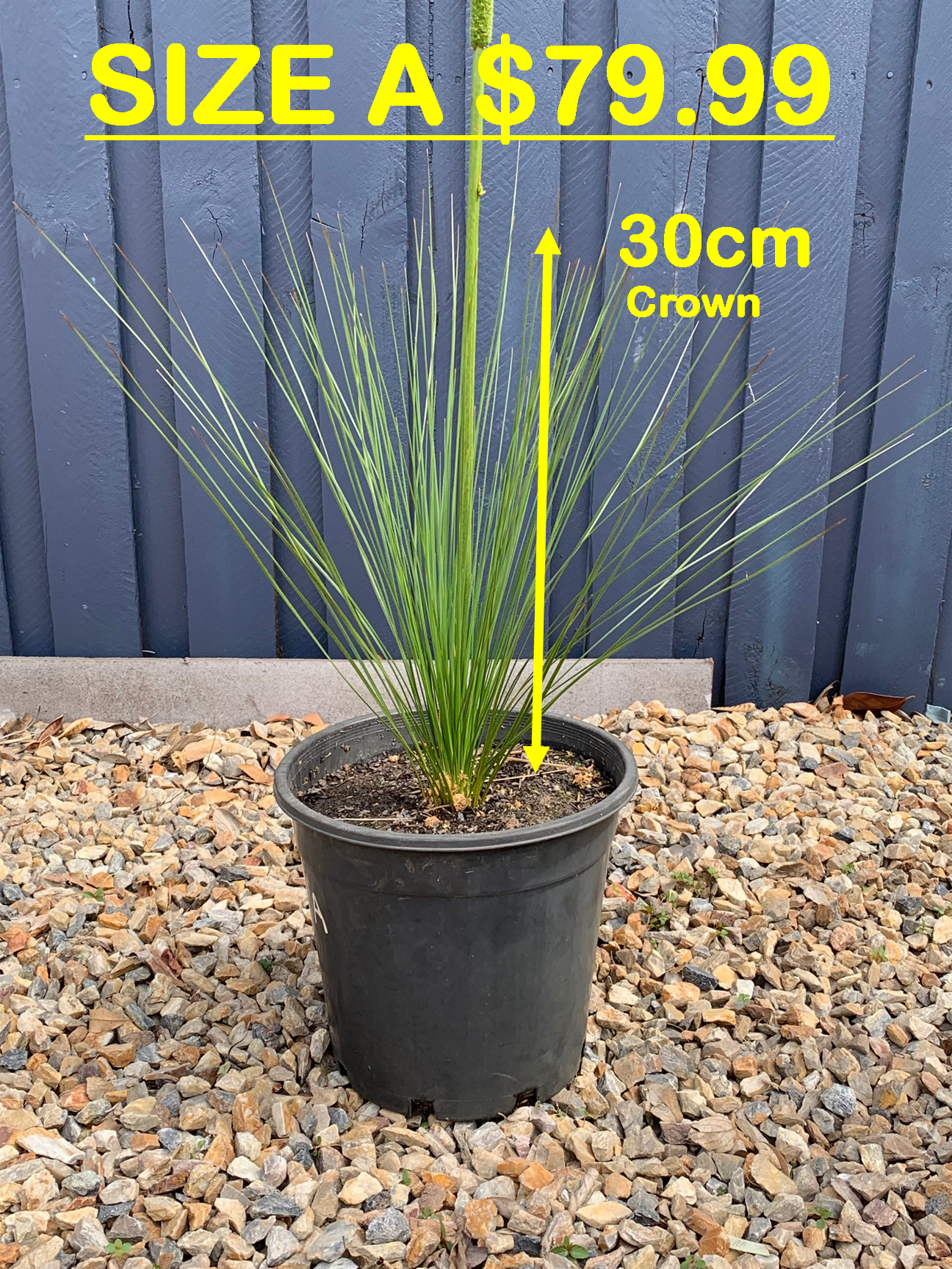 Grass Trees - A image