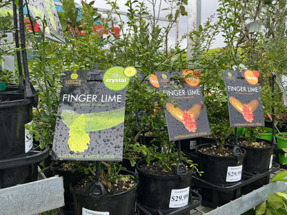 Australian Native Plants