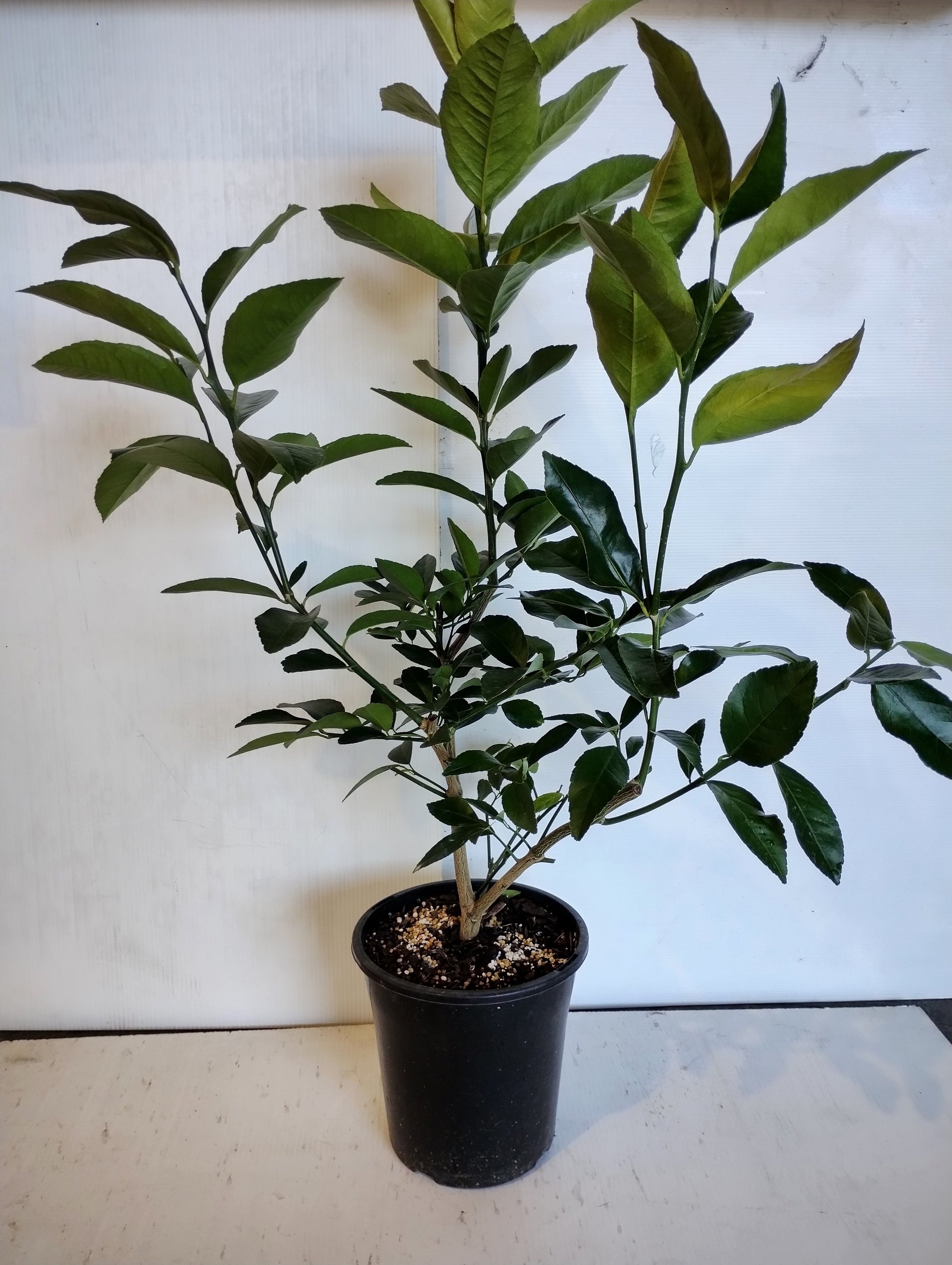 ‘Lots A’ Lemon' Dwarf Lemon image 0