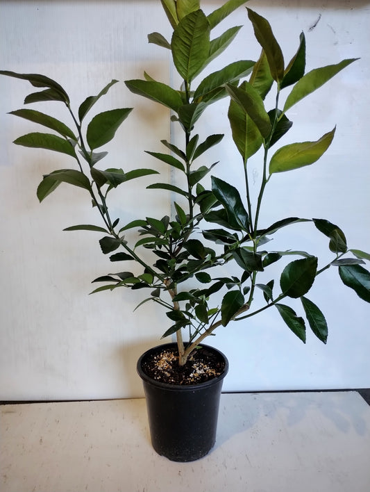 ‘Lots A’ Lemon' Dwarf Lemon image 0