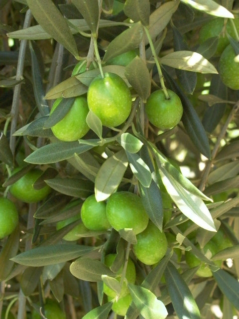 Olive Trees image 0