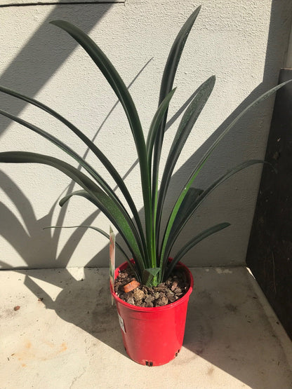 Clivia 'Belgium Hybrid' - 200mm image