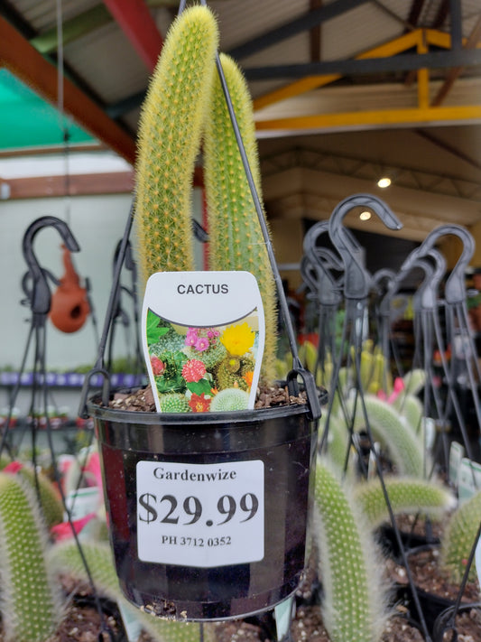 ‘Golden monkey tail’ cactus image 0