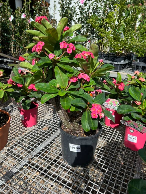 Euphorbia Lipstick image 0