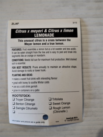 Dwarf ‘Lemonade’ image 2