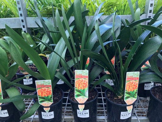 Clivia 'Belgium Hybrid' image 1