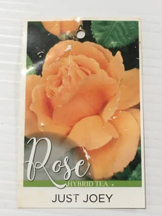 Rose Just Joey image 0