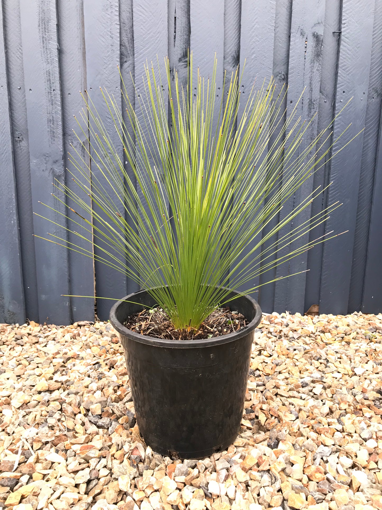 Grass Trees