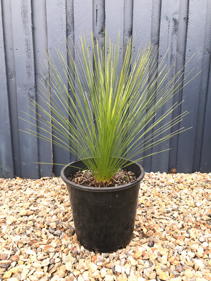 Grass Trees