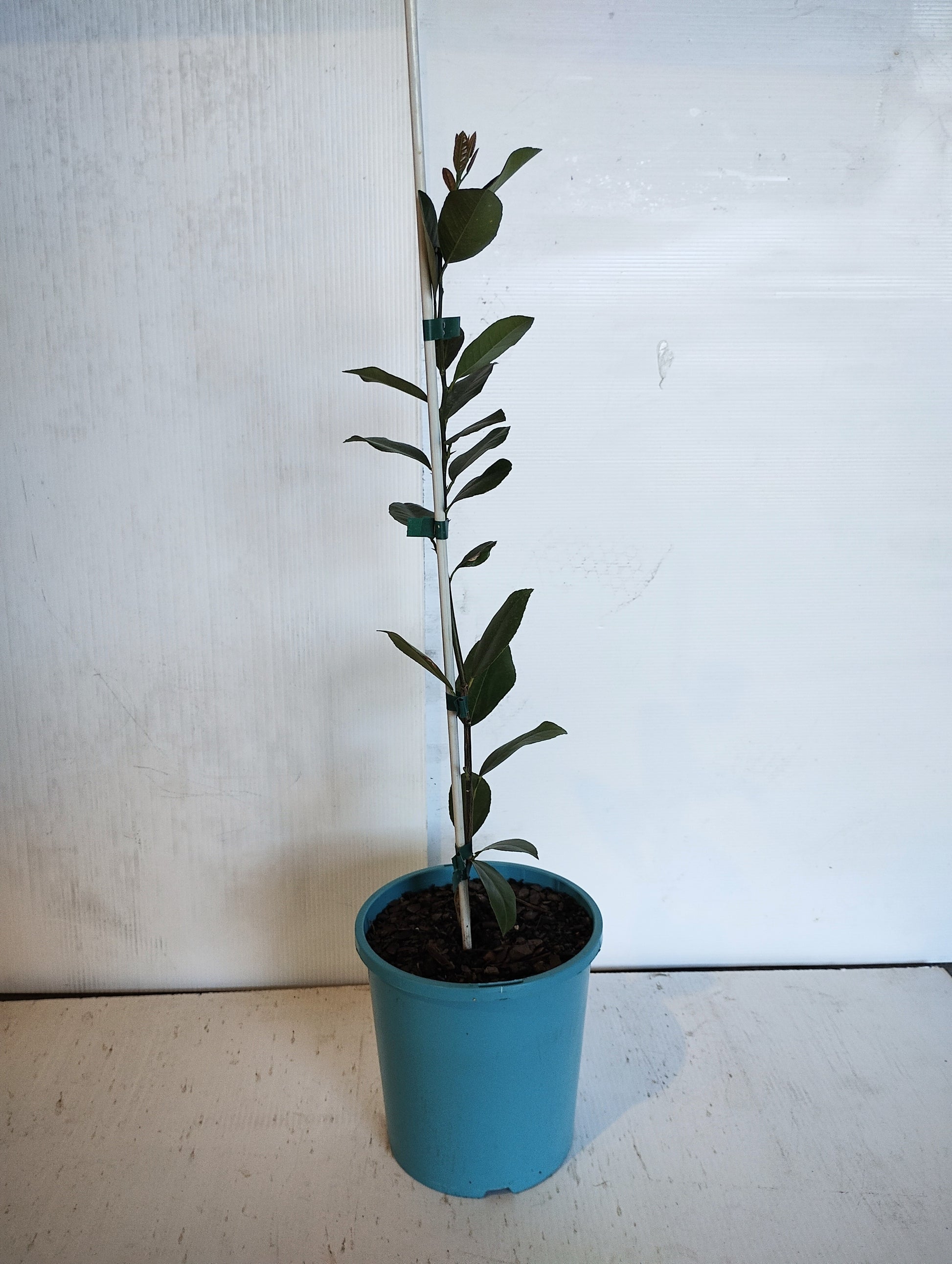 Dwarf ‘Lemonade’ image 0