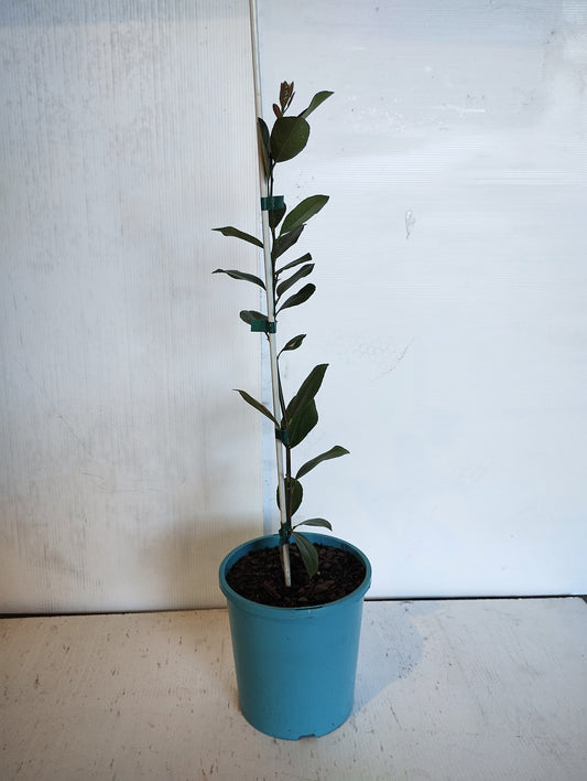 Dwarf ‘Lemonade’ image 0