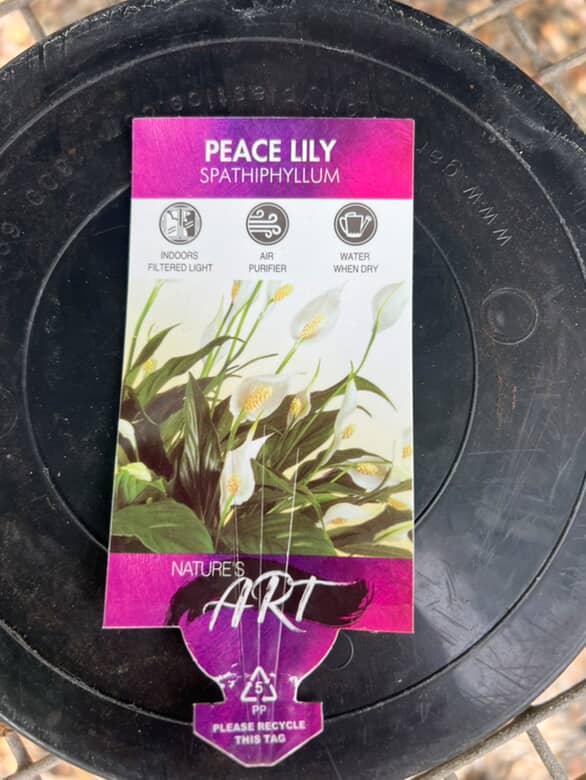 Spathiphyllum 'Peace Lily' image 4