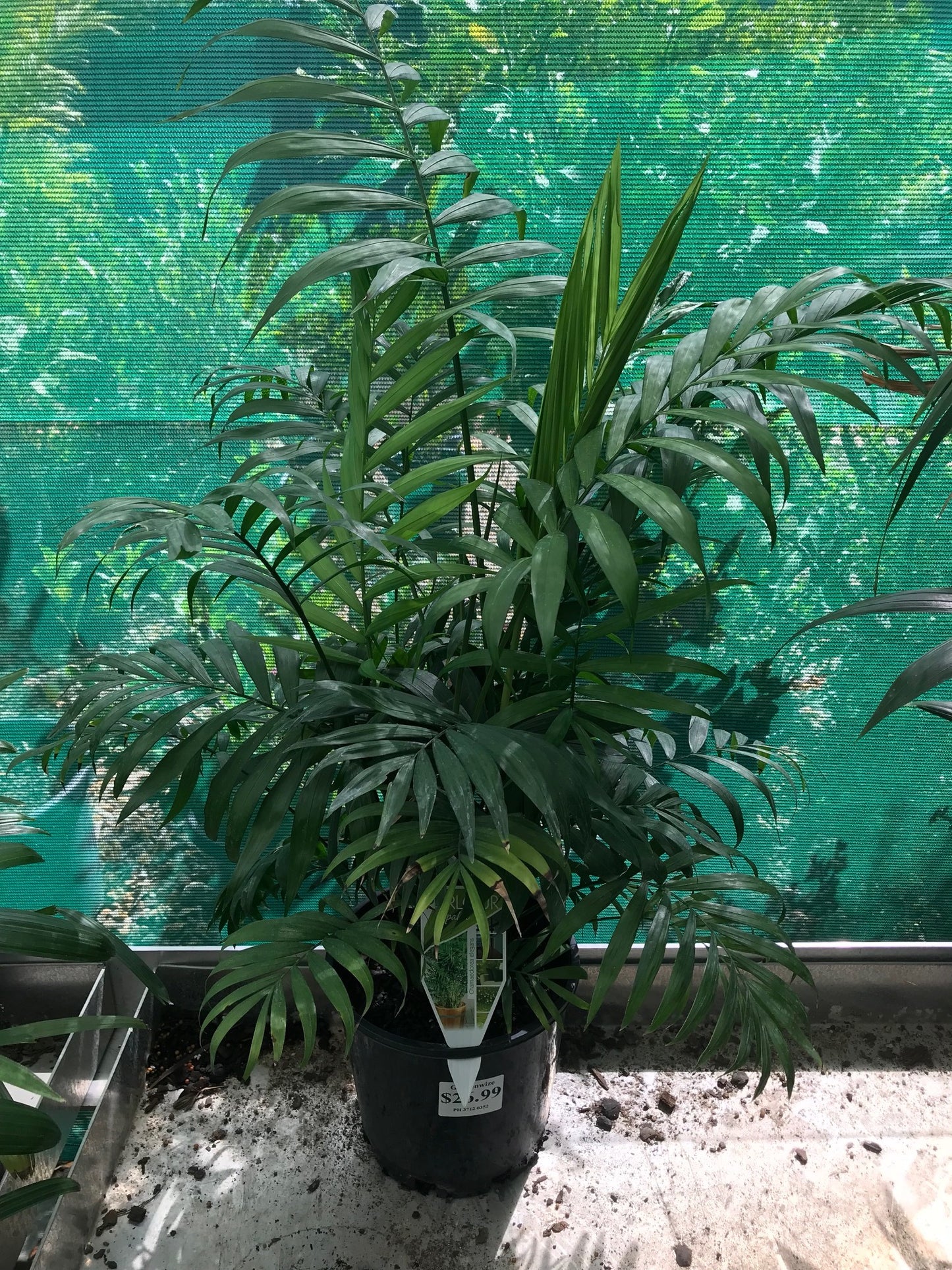Parlour Palm - 200mm image