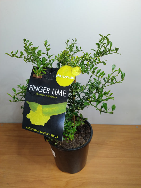 Finger Lime Charteuse 140mm image 1
