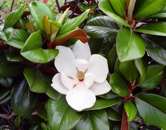 Magnolia 'Teddy Bear' image 0