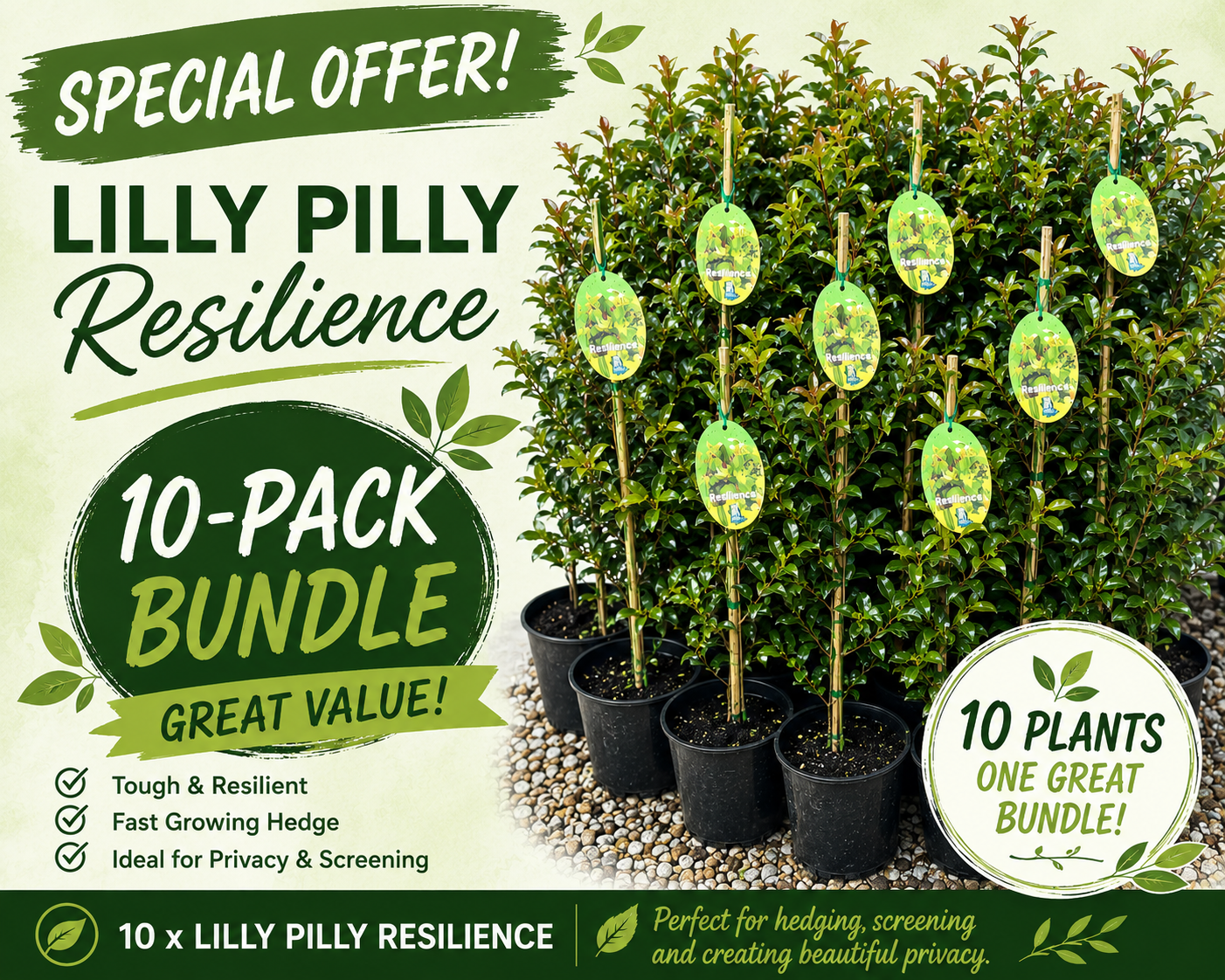 Lilly Pilly Resilience 200mm 10-Pack Bundle