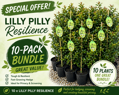 Lilly Pilly Resilience 200mm 10-Pack Bundle