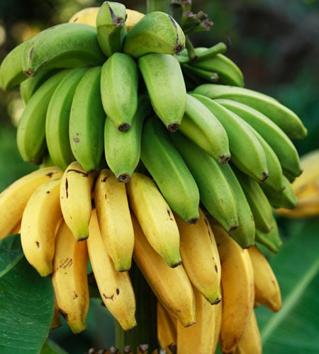 Cavendish Banana image 0