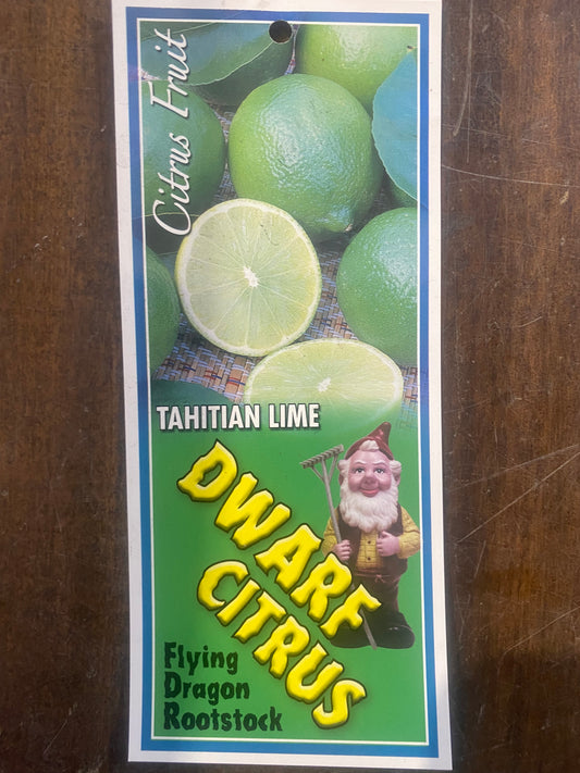 Dwarf Lime (Tahitian Lime) image 1