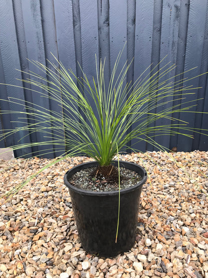 Grass Trees