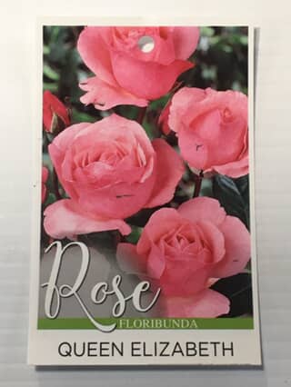 Rose Queen Elizabeth image 0