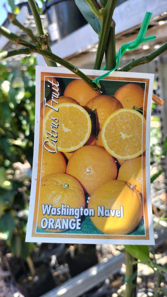 Orange 'Washington Navel' image 0