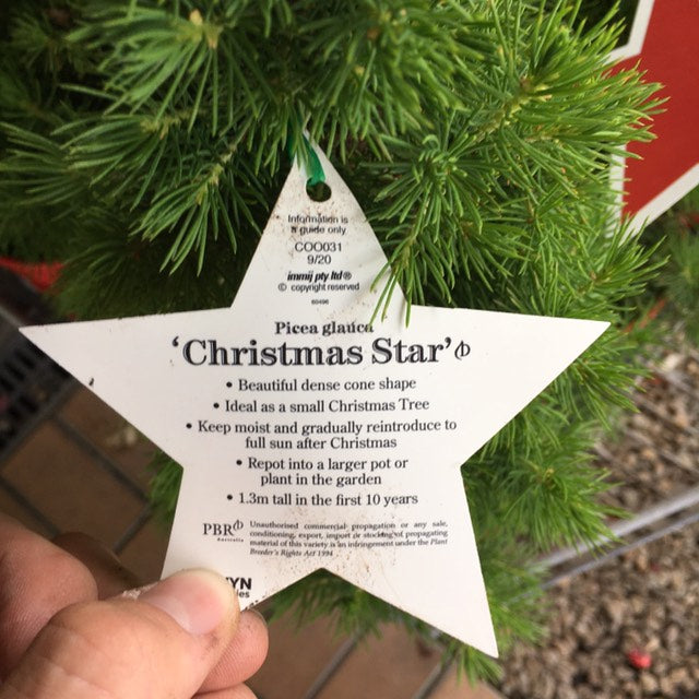 Christmas Star Picea Glauca 300mm  image 1