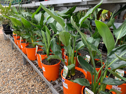 Strelitzia Reginae 'Bird of Paradise' image 0