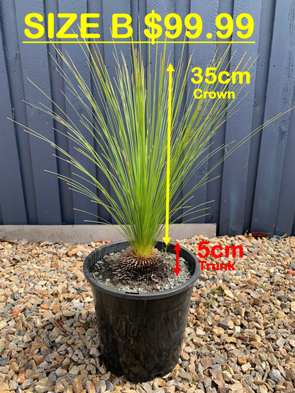 Grass Trees - B image