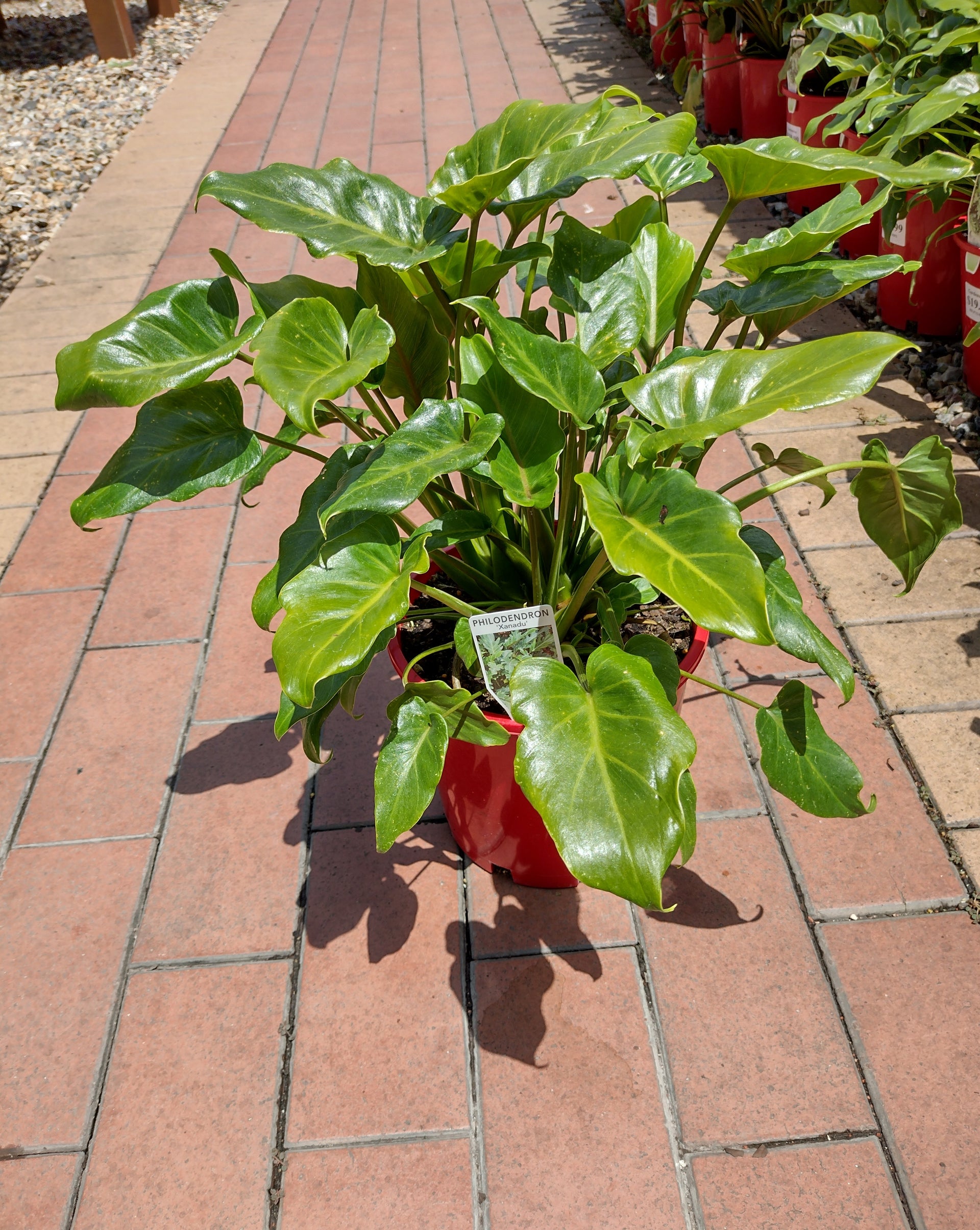 philodendron for sale brisbane Xanadu' Philodendron – Gardenwize
